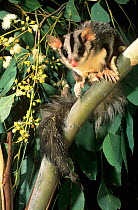 Squirrel glider (Petaurus norfolcensis) feeding on eucalyptus flowers, Marraguldrie State Forest, south-eastern New South Wales, Australia.