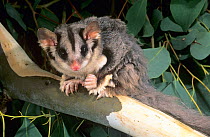 Squirrel glider (Petaurus norfolcensis), Marraguldrie State Forest, south-eastern New South Wales, Australia.