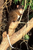 Western ringtail possum (Pseudocheirus occidentalis), at night, Ludlow Forest, Western Australia.