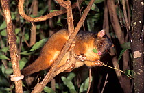 Rufous Ringtail possum (Pseudocheirus peregrinus pulcher) is a folivore, leaf-eating species consuming leaves, at night, Lamington National Park, Queensland, Australia.