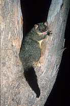 Mountain brushtail possum (Trichosurus cunninghami), Australian Alps, Kosciuszko National Park, New South Wales, Australia.