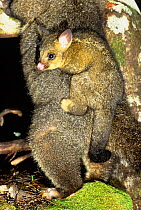 Common brushtail possum (Trichosurus vulpecula fuliginosus) female carrying young, Cradle Mountain National Park, Australia.