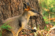Swamp wallaby (Wallabia bicolor) feeding, Mount Kaputar National Park, New South Wales, Australia.
