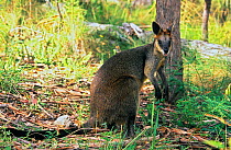 Swamp wallaby (Wallabia bicolor), Mount Kaputar National Park, New South Wales, Australia.