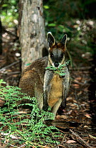 Swamp wallaby (Wallabia bicolor) feeding on acacia foliage, Mount Kaputar National Park, New South Wales, Australia.