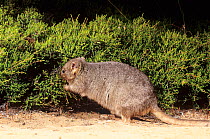 Burrowing bettong or Boodie (Bettongia lesueur) feeding, at Heirisson Prong, Shark Bay UNESCO Natural World Heritage Site, Western Australia.