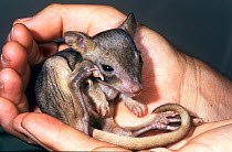 Burrowing bettong or Boodie (Bettongia lesueur) joey in human hand, during fauna survey at Heirisson Prong, Shark Bay UNESCO Natural World Heritage Site, Western Australia.