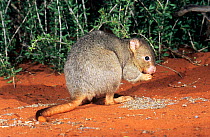 Burrowing Bettong or Boodie (Bettongia lesueur), on Faure Island, Shark Bay UNESCO Natural World Heritage Site, Western Australia.