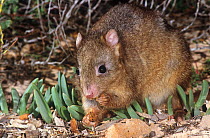 Burrowing Bettong or Boodie (Bettongia lesueur) feeding, on Barrow Island, Shark Bay UNESCO Natural World Heritage Site, Western Australia.