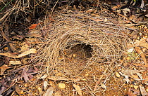 Brush-tailed bettong or Woylie (Bettongia penicillata) detail of the nest, Wheatbelt Region, Western Australia. Critically endangered species.