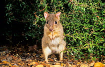 Brush-tailed Bettong or Woylie (Bettongia penicillata), Wheatbelt Region, Western Australia. Critically endangered species.
