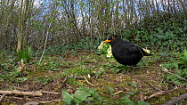 Blackbird (Turdus merula) feeding and foraging on the ground, Somerset, UK, March.
