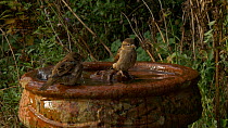 House sparrow (Passer domesticus) bathing in bird bath, Somerset, UK, November.