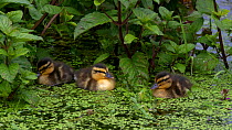 Mallard (Anas platyrhynchos) ducklings preening and feeding on duckweed in pond, Somerset, UK, July.