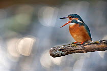 Kingfisher (Alcedo atthis) female perched on branch regurgitating pellet, with bokeh and flare affect on river in the background, Lorraine, France, April