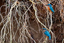 Kingfisher ( Alcedo atthis) male and female perched on a root when building the nest, Lorraine, France, March