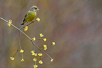 Greenfinch (Carduelis Chloris) perched on branch in winter, Lorraine, France, March