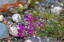 Flowers (Hedysarum) Altai Republic, Russia