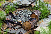 Black-veined white (Aporia crataegi) large group puddling, Altai Republic, Russia