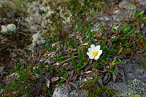 Flower (Dryas sp) Altai Republic, Russia