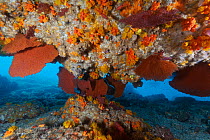 Gorgonian and orange cup coral (Tubastraea coccinea) inside cave, San Diego Island, Islands of the Gulf of California Protected Area, Gulf of California (Sea of Cortez), Mexico, September