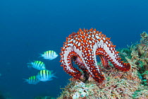 Panamic cushion star (Pentaceraster cumingi), Botella Point, Gulf of California (Sea of Cortez), Mexico, August