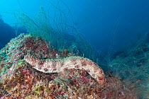 Impatient sea cucumber (Holothuria impatiens), Botella Point, Gulf of California (Sea of Cortez), Mexico, August