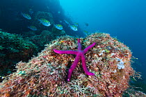Tamarisk sea star (Tamaria stria), Botella Point, Gulf of California (Sea of Cortez), Mexico, August