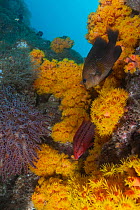 Cortez damselfish (Stegastes rectifraenum), Mexican Hogfish (Bodianus diplotaenia) juvenile and Orange Cup Coral (Sea of Cortez), Mexico, August