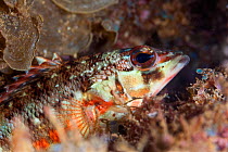 Barred serrano (Serranus psittacinus), Puerto Escondido, Loreto Bay National Park, Gulf of California (Sea of Cortez), Mexico, August