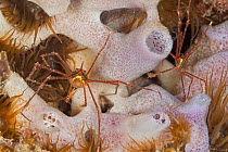 Panamic arrow crab (Stenorhynchus debilis), Puerto Escondido, Loreto Bay National Park, Gulf of California (Sea of Cortez), Mexico, August