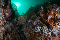 Coral and gorgonian, Coronado island, Loreto Bay National Park, Gulf of California (Sea of Cortez), Mexico, August
