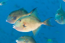 Finescale triggerfish (Balistes polyepis), Cerralvo Island (Jacques Cousteau Island), Gulf of California Islands Protected Area, Gulf of California