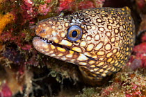 Jewel moray eel (Muraena lentiginosa), Cerralvo Island (Jacques Cousteau Island), Gulf of California Islands Protected Area, Gulf of California