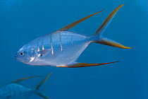 Gafftopsail pompano (Trachinotus rhodopus), Cerralvo Island (Jacques Cousteau Island), Gulf of California Islands Protected Area, Gulf of California