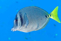 Yellowtail surgeonfish (Prionurus punctatus), La Reina Islet, close to Cerralvo Island (Jacques Cousteau Island), Gulf of California Islands Protected Area, Gulf of California