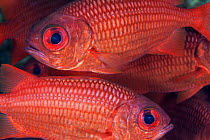 Panamic soldierfish (Myripristis leiognathus), Punta Gorda, south of El Tecolote, Gulf of California (Sea of Cortez), Mexico, September