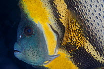 Cortez angelfish (Pomacanthus zonipectus), Salvatierra wreck, near La Paz, Gulf of California (Sea of Cortez), Mexico, September