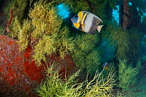 Cortez angelfish (Pomacanthus zonipectus) and Black Coral, Salvatierra wreck, near La Paz, Gulf of California (Sea of Cortez), Mexico, September