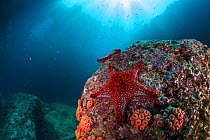 Panamic cushion star (Pentaceraster cumingi), Los Islotes, Espiritu Santo Archipelago National Park, Sea of Cortez (Gulf of California), Mexico, September