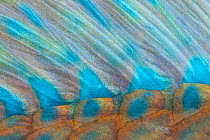 Blue-barred parrotfish (Scarus ghobban) dorsal fin detail, San Rafaelito Lighthouse Islet, Balandra National Protected Area, near La Paz, Gulf of California (Sea of Cortez), Mexico, September