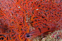 Barspot cardinalfish (Apogon retrosella), San Rafaelito Lighthouse Islet, Balandra National Protected Area, near La Paz, Gulf of California (Sea of Cortez), Mexico, September