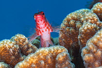 Coral hawkfish (Cirrhitichthys oxycephalus), El Pardito Island, Sea of Cortez (Gulf of California), Mexico, September