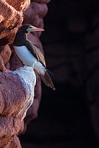 Brown booby (Sula leucogaster), Los Islotes, Espiritu Santo Archipelago National Park, Sea of Cortez (Gulf of California), Mexico, September