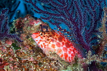 Coral hawkfish (Cirrhitichthys oxycephalus), San Diego Island, Islands of the Gulf of California Protected Area, Gulf of California (Sea of Cortez), Mexico, September