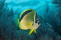 Barberfish (Johnrandallia nigrirostris), San Diego Island, Islands of the Gulf of California Protected Area, Gulf of California (Sea of Cortez), Mexico, September