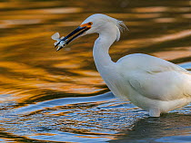 Snowy egret (Egretta thula) fishing in pond, with autumn reflections of yellow ash tree on the water. Gilbert Riparian Preserve, Gilbert, Arizona, USA, December.