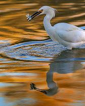 Snowy egret (Egretta thula) fishing in pond, with autumn reflections of yellow ash tree on the water. Gilbert Riparian Preserve, Gilbert, Arizona, USA, December.