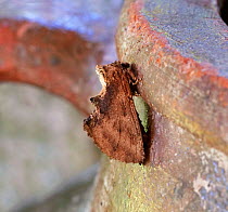 Coxcomb prominent moth (Ptilodon capucina) Sussex, England, UK, May.