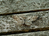 Great oak beauty moth (Hypymecis roboraria) Sussex, England, UK, May.